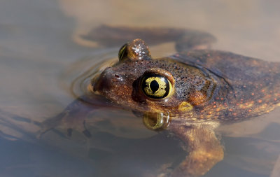Eastern Spadefoot Toad