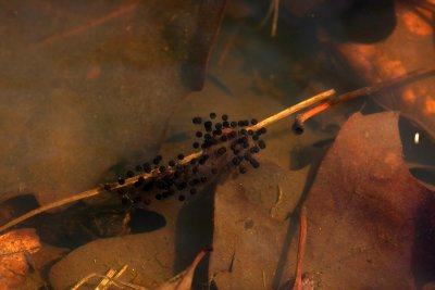 Spadefoot Toad eggs