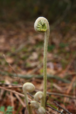 Osmunda cinnamomea (Cinnamon Fern)