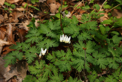 Dicentra cucullaria (Dutchman's Breeches)