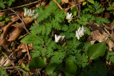 Dicentra cucullaria (Dutchman's Breeches)