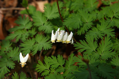 Dicentra cucullaria (Dutchman's Breeches)