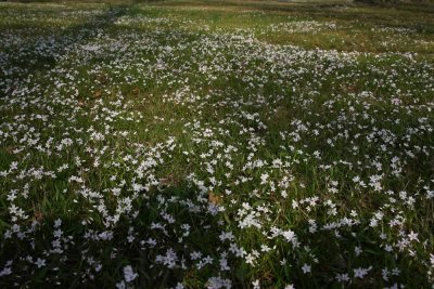 Claytonia virginica (Spring Beauty)