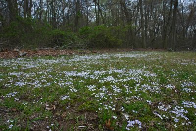 Houstonia caerulea (Bluets)