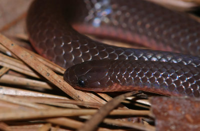 Eastern Worm Snake