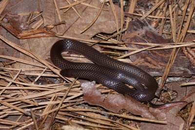 Eastern Worm Snake