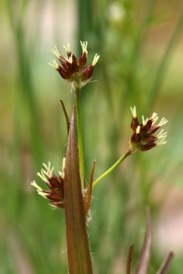 Luzula multiflora- Common Woodrush