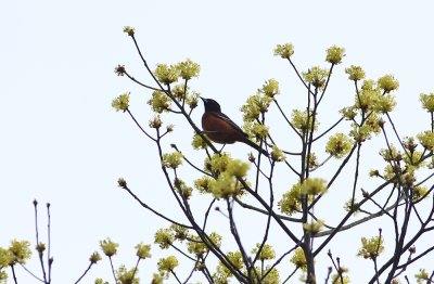 Adult male Orchard Oriole