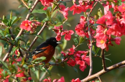 Adult male Orchard Oriole