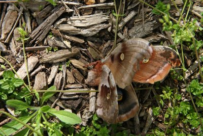 Polyphemus Moth