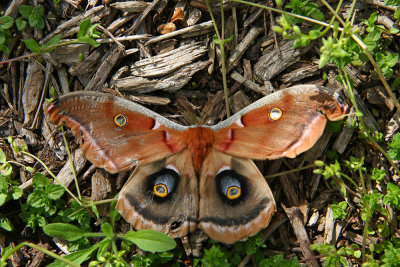 Polyphemus Moth