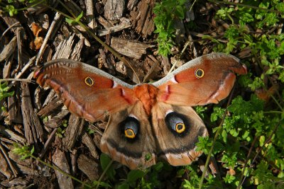 Polyphemus Moth