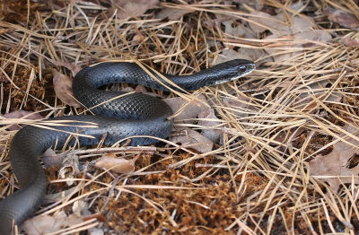 Black Racer