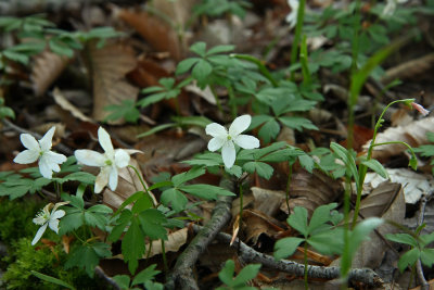 Anemone quinquefolia (Wood Anemone)