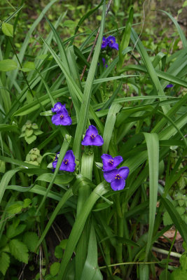 Tradescantia virginiana- Spiderwort