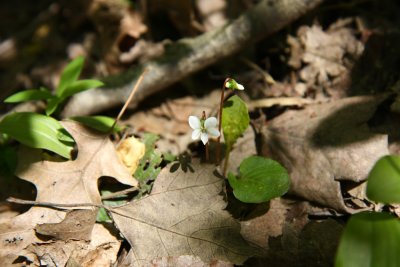 Viola primulifolia- Primrose-leaved Violet (I think)