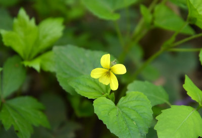 Viola pubescens- Downy Yellow Violet