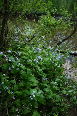 Mertensia virginica (Virginia Bluebells)