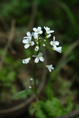Cardamine bulbosa- Spring Cress