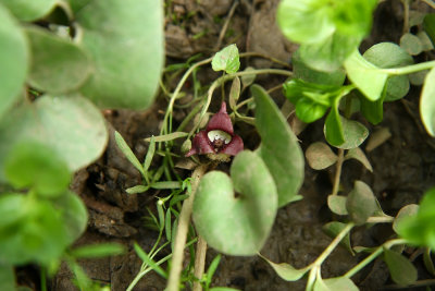 Asarum canadense- Wild Ginger