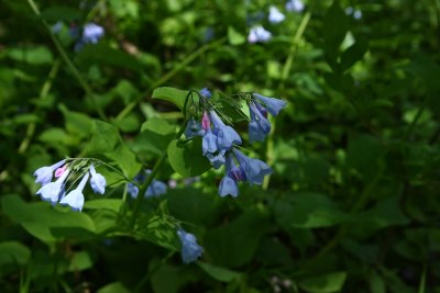 Mertensia virginica (Virginia Bluebells)