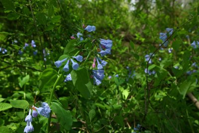 Mertensia virginica (Virginia Bluebells)