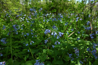 Mertensia virginica (Virginia Bluebells)