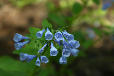 Mertensia virginica (Virginia Bluebells)