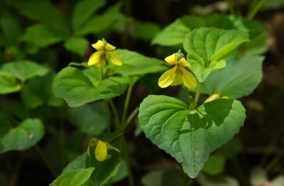 Viola pubescens- Downy Yellow Violet