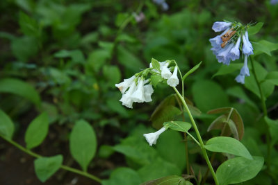 Mertensia virginica (Virginia Bluebells) Virginia Whitebells!
