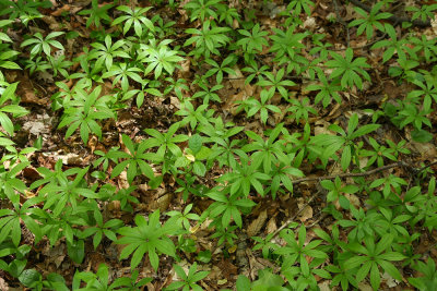 Medeola virginiana- Indian Cucumber Root