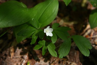 Anemone quinquefolia (Wood Anemone)