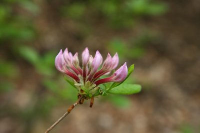 Rhododendron periclymenoides- Pinxterbloom Azalea