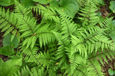 Athyrium filix-femina (Lady Fern)