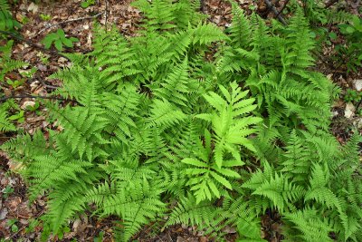 Athyrium filix-femina- Lady Fern with Onoclea sensibilis (Sensitive Fern)