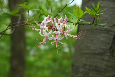 Rhododendron periclymenoides- Pinxterbloom Azalea
