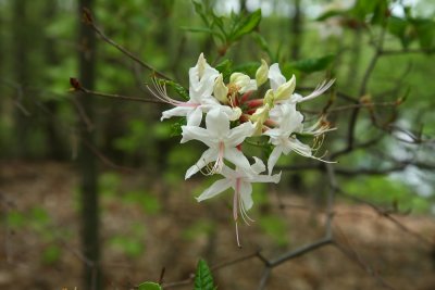 Rhododendron periclymenoides- Pinxterbloom Azalea