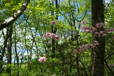 Rhododendron periclymenoides- Pinxterbloom Azalea