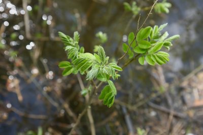 Amorpha fruticosa- False Indigo