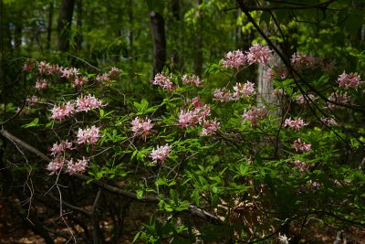 Rhododendron periclymenoides- Pinxterbloom Azalea