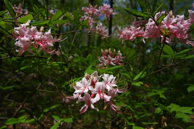 Rhododendron periclymenoides- Pinxterbloom Azalea