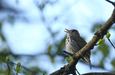 Ovenbird