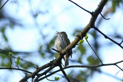 Ovenbird
