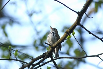 Ovenbird