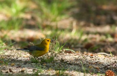 Prothonotary Warbler (female)