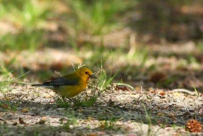 Prothonotary Warbler (female)