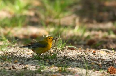 Prothonotary Warbler (female)