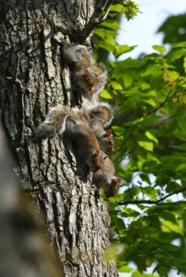Baby Gray Squirrels!