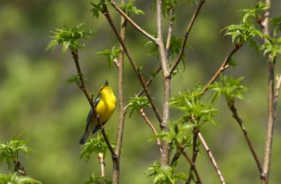 Blue-winged Warbler