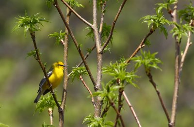 Blue-winged Warbler